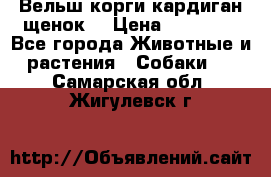 Вельш корги кардиган щенок  › Цена ­ 35 000 - Все города Животные и растения » Собаки   . Самарская обл.,Жигулевск г.